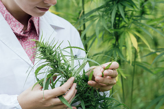 a man holding cannabis plant