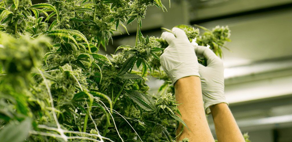 Who are New York’s Small-Batch Cannabis Farmers?