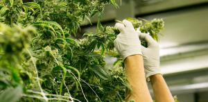 Cannabis Farms