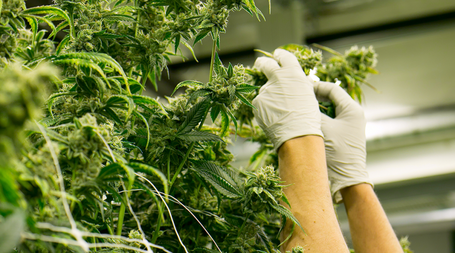 Cannabis Farms