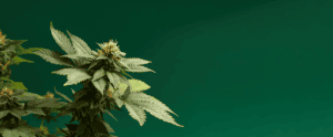 Cannabis Store White Plains and Spring Valley