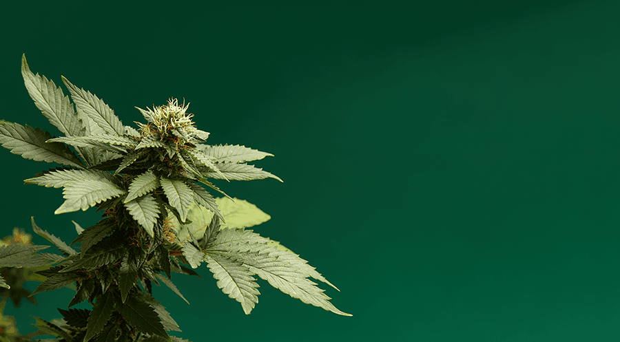 Cannabis Store White Plains and Spring Valley