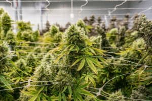 Cannabis Rescheduling and What It Means for New York