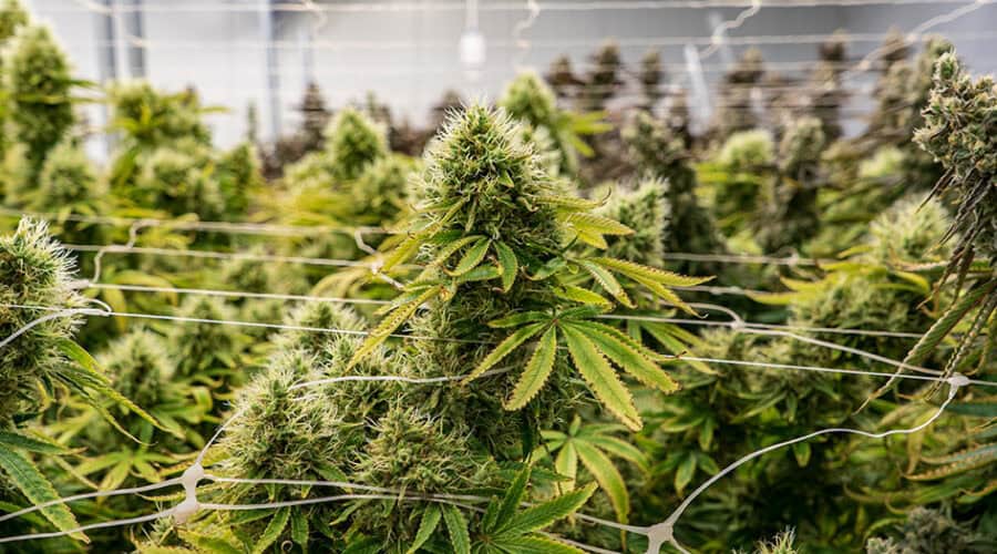 Cannabis Rescheduling and What It Means for New York