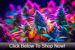 Cannabis Flower Near Me