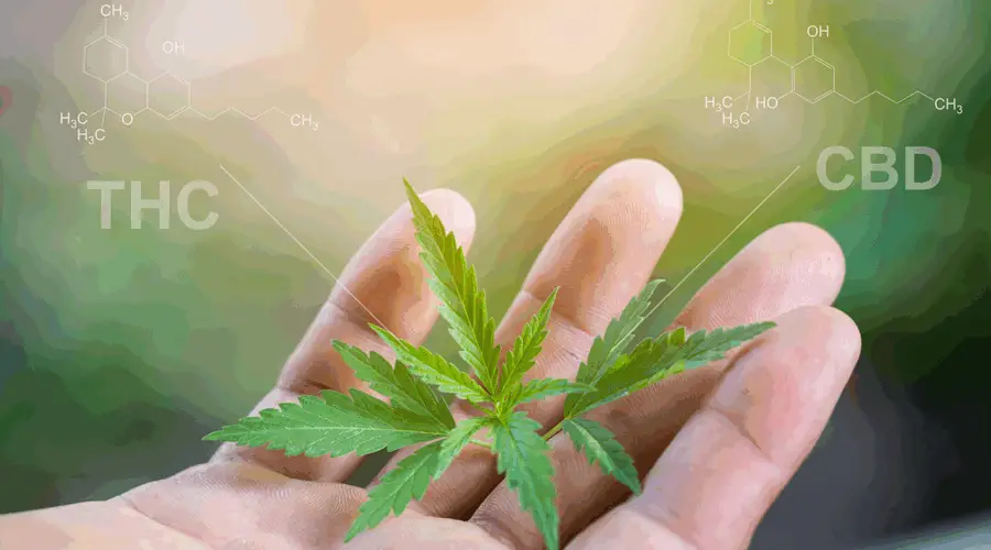 What’s the Right Dose of THC