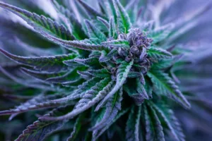 Cannabis Strains Explained