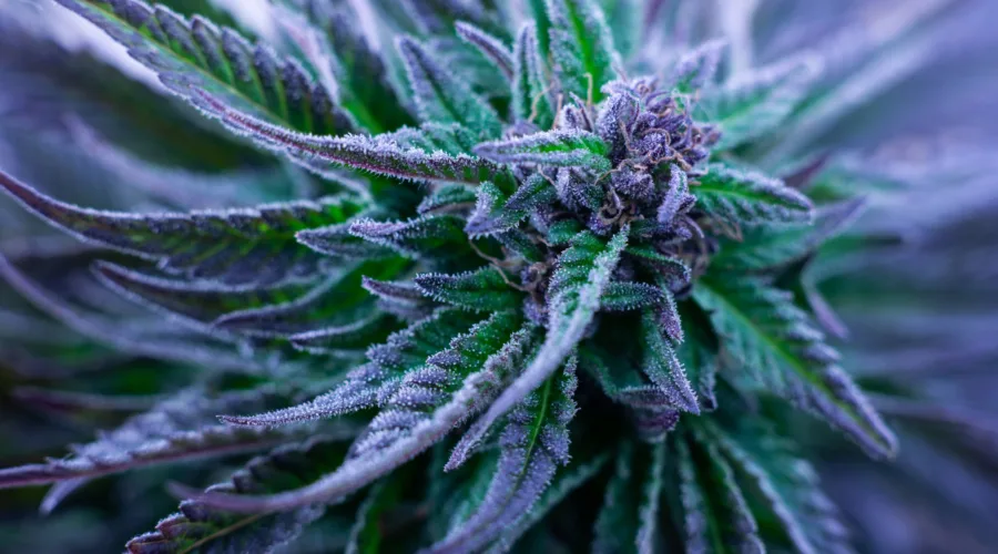 Cannabis Strains Explained