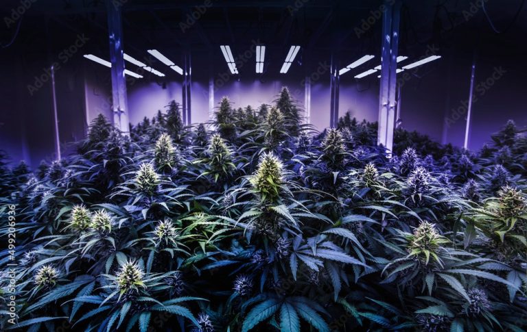 Visiting a Dispensary for the First Time?