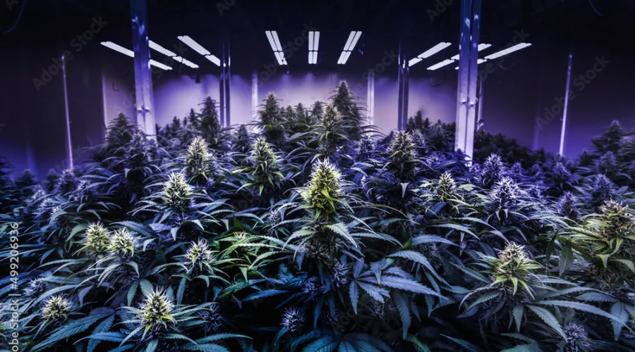 First Time at a Dispensary? Rockland & Bergen Guide