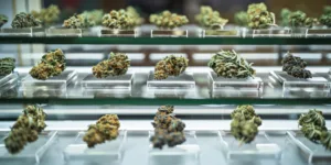 How to Buy Legal Cannabis in Rockland County NY