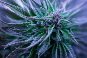 Cannabis Strains Explained: Effects How to Choose