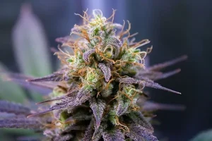 Cannabis Flower Guide: Types Benefits