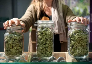 Hands trimming a cannabis plant