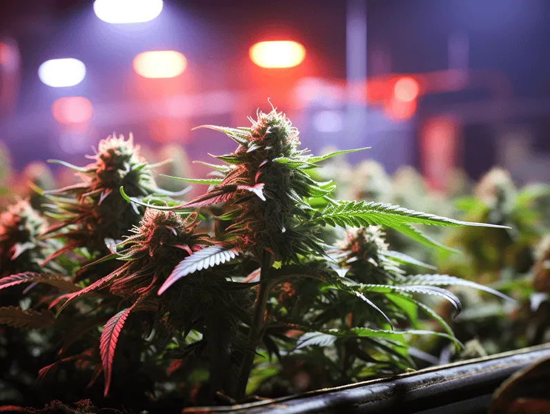 How on Demand Cannabis Delivery Became the norm for 2025