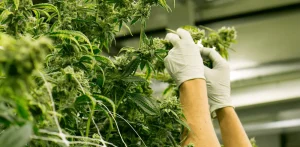 Who are New York’s Small-Batch Cannabis Farmers?