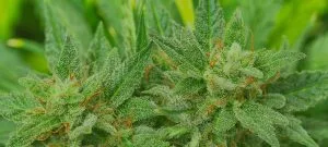 Premium craft cannabis flower from Cannabis Realm of NY