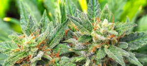 White Plains Dispensaries Weed Delivery Guide